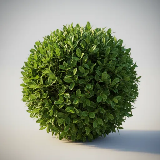 A dense, spherical green bush with many small oval leaves sits on a pale surface against a plain gray background. Soft light from the upper left creates highlights and a shadow to the right.
