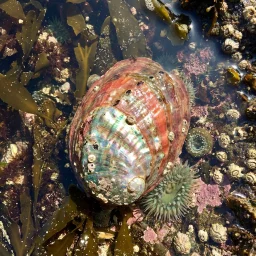 A large iridescent abalone shell rests in shallow water among seaweed, barnacles, rocks, pink algae, and green sea anemones. The shell has pearly red, green, turquoise, and white colors with small dark holes along one side.